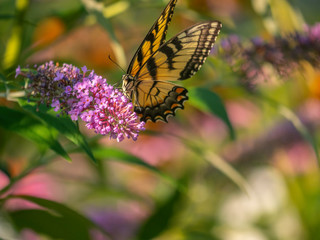 Papilio glaucus, eastern tiger swallowtail,