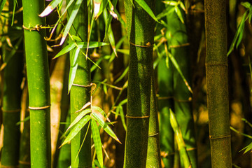 bambu