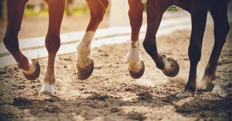 The legs of two strong racehorses galloping across the sandy arena, their unshod hooves kicking up...