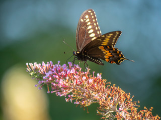 Black swallowtail butterfly in summer