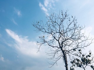 Fototapeta na wymiar Dried tree's branches with blue sky