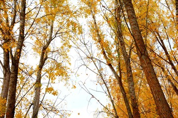 trees in the forest in autumn