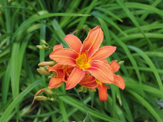 red flower in the garden