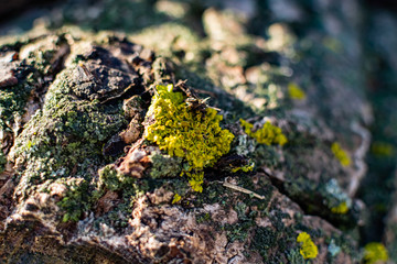 Lichens, green fungi and blue algae, as growths on the bark of trees and logs from high humidity in the spring, after the winter period and rainy days