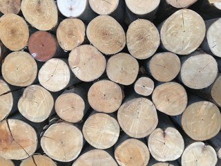 Surfaces of cut trees on the wall 