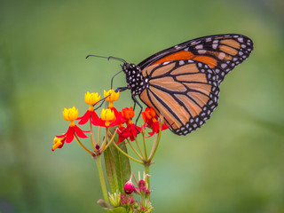 Monarch butterfly,Danaus plexippus