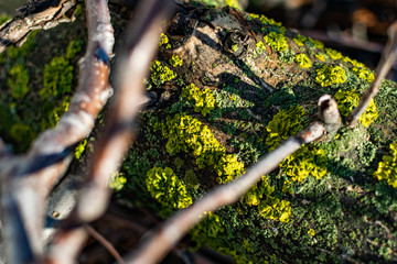 Lichens, green fungi and blue algae, as growths on the bark of trees and logs from high humidity in the spring, after the winter period and rainy days