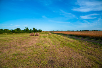 Fototapeta na wymiar rural landscape with a straw roll on field of ripe wheat in Russia
