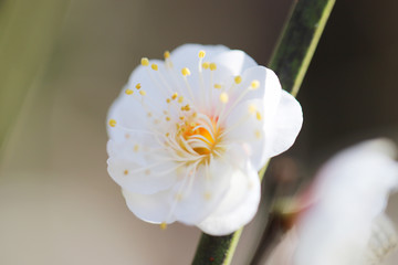 【日本の春】白梅
