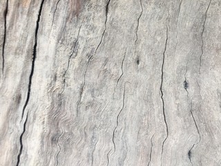 Outer skin pattern of trees