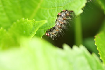 新鮮な青い葉を摘むぐ虫