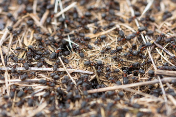 Anthill. A cone-shaped formation constructed from sediment and other available materials by ants.