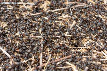Anthill. A cone-shaped formation constructed from sediment and other available materials by ants.