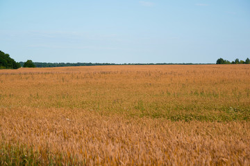 yellow wheat field and trees on the horizon, Russia