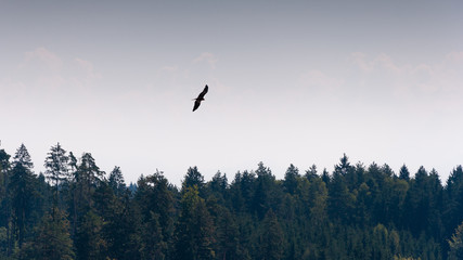 Greifvogel auf Futtersuche im Flug im Hintergrund Wald