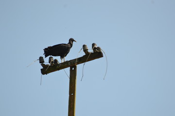 Vulture
