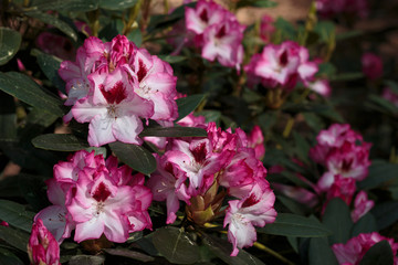 Big flowers of summer and spring.