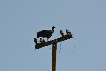 Vulture