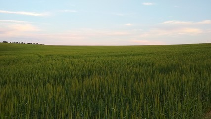 green wheat field and blue sky