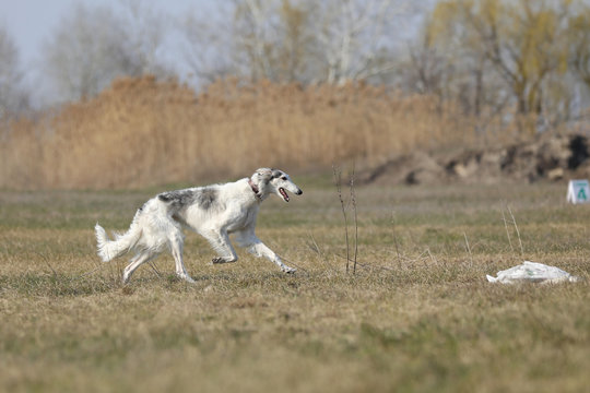 hort coursing