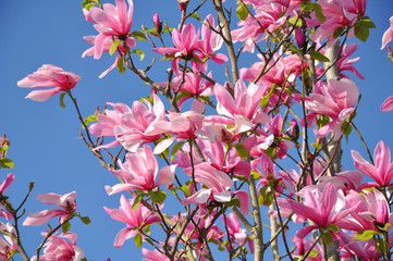 Magnolia tree blossom. Magnolia Susan, pink flowers. Spring flowering against the blue sky. © Oksana