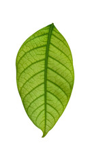 Obraz premium Isolated Green Leave Of Perennial Plant On White Background 