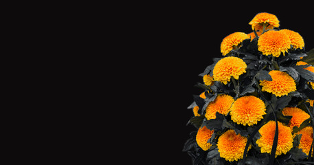 Bouquet of orange Chrysanthemums isolated on a black background with copy space