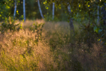 Steppe grass in sunset light