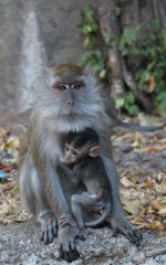 macaque- mother,