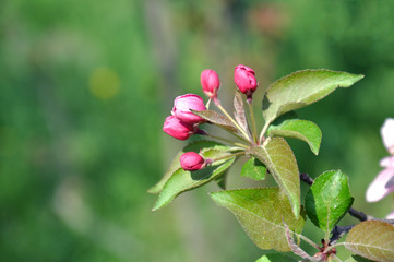 Obraz na płótnie Canvas Spring blossom: beautiful flowers on the apple tree in garden
