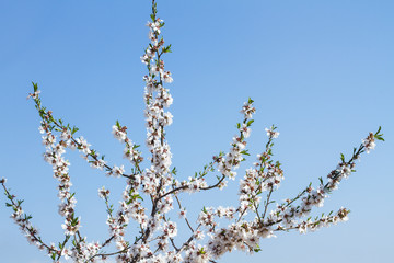 Almendros en flor. Planta de almendros. Fondo cielo azul