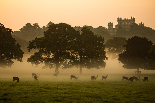 Wollaton Hall and Deer Park manor house Nottingham, United Kingdom UK. Misty golden morning sunrise. Manor house in distance, red deer herd silhouettes grazing