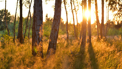 Birch forest in warm sunlight, sunset landscape