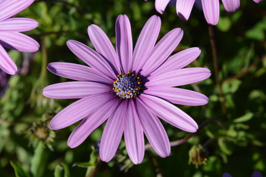 Osteospermum, also known as African daisy or Daisybush