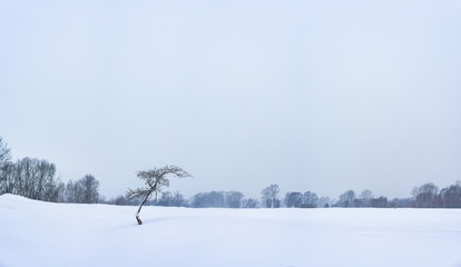 amazing landscape with frozen snow-covered trees in winter morning 