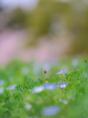 ネモフィラ nemophila 3