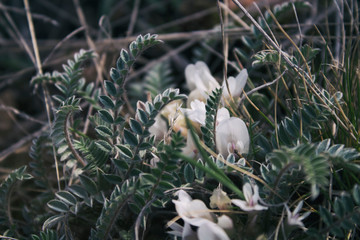 Astragalus. Astragalus exscapus. Blossoming Astragalus. Meadow plants. Spring plant. Selective focus.
