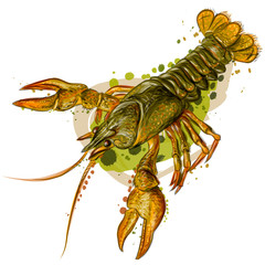 Crayfish. Color, realistic image of a river crab on a white background in watercolor style.