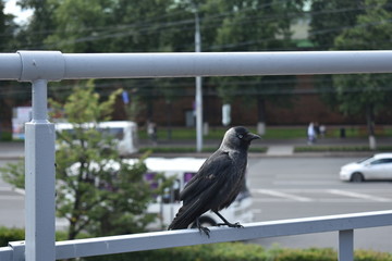 the bird is a jackdaw in the urban environment
