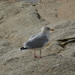 Goéland solitaire .