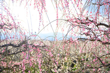 枝垂れ梅と梅林