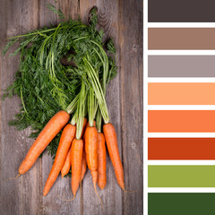 Carrot palette