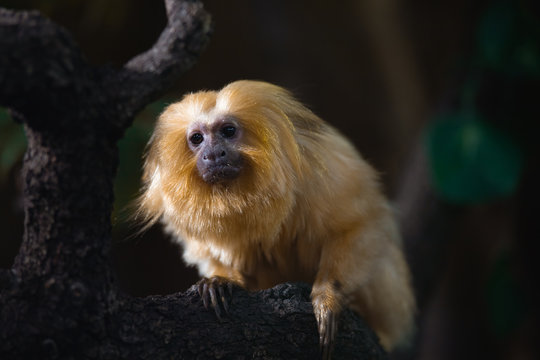El tamarino le&oacute;n dorado, tit&iacute; le&oacute;n dorado o tit&iacute; leoncito (Leontopithecus rosalia)