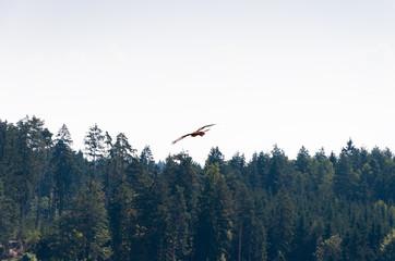 Rotmilan im Flug mit Wald im Hintergrund