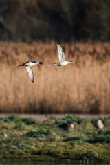 Pair of Northern Pintail in flight. Their Latin name are Anas acuta.
