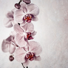Pink orchid vintage