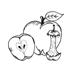 Apple hand drawn illustration vector