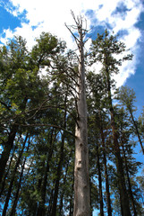 Fototapeta premium Forest