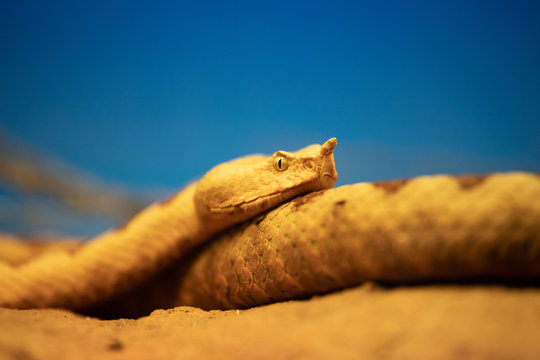 La v&iacute;bora cornuda o v&iacute;bora de arena (Vipera ammodytes) es una especie de serpiente de la familia Viperidae