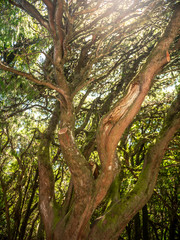 Fototapeta premium Beautiful photo of sun shining through curved branches of laurel tree at forest